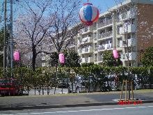 ４月６，７日の２日間、みつわ台まつりでした。天気が良く人出が多かった。夜桜見物用に提灯も点灯します。道路は車は通行止になります。　　