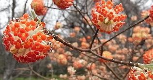 みつまたの花
